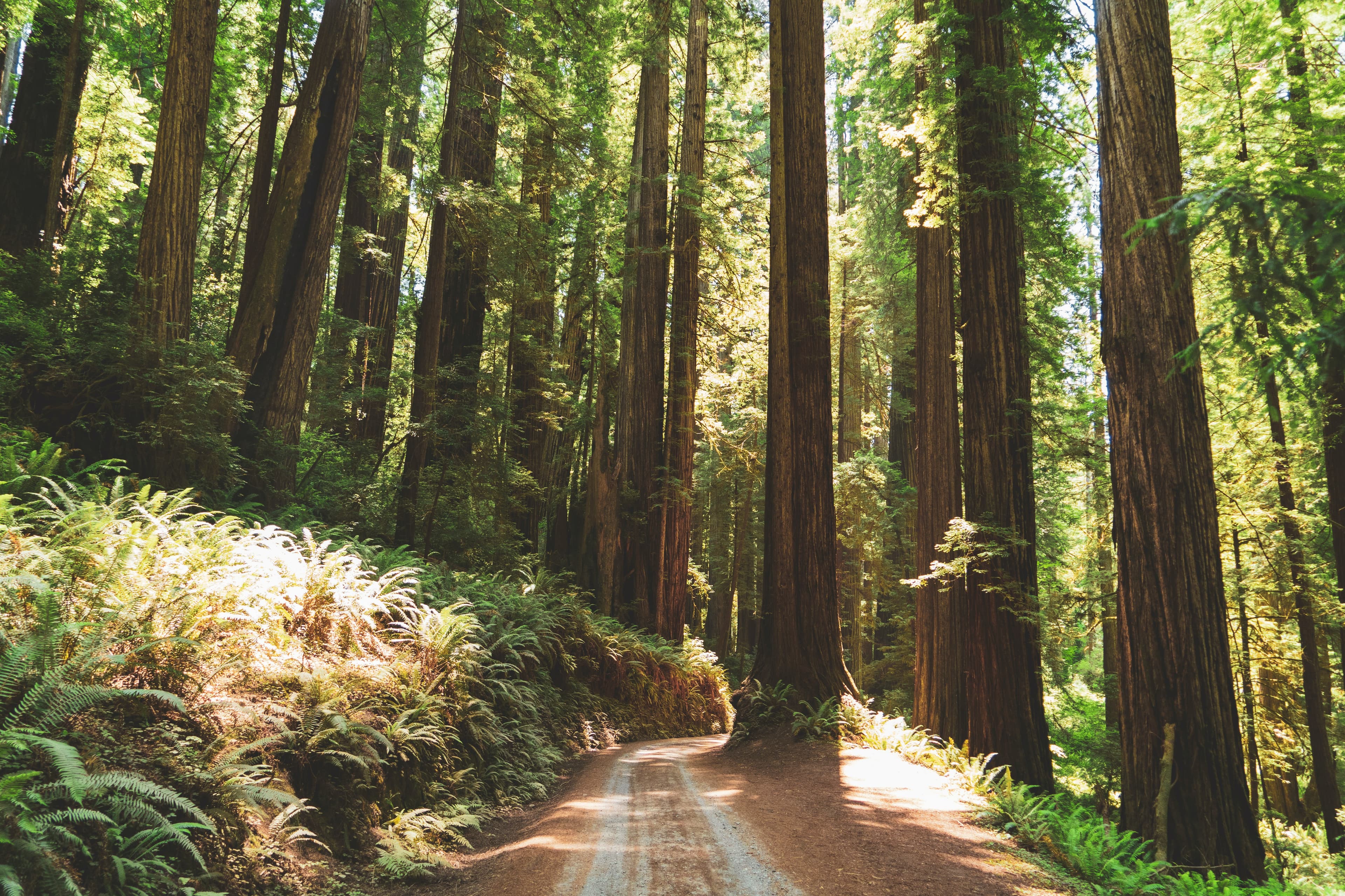 Tree-lined path through a redwood forest